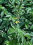 Agrimonia eupatoria, Odermennig, Färbepflanze, Färberpflanze, Pflanzenfarben,  färben, Klostergarten Seligenstadt